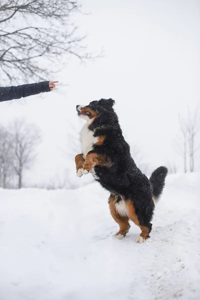 Berner Sennenhund Dużego Psa Spacer Krajobraz Zima Śnieg — Zdjęcie stockowe