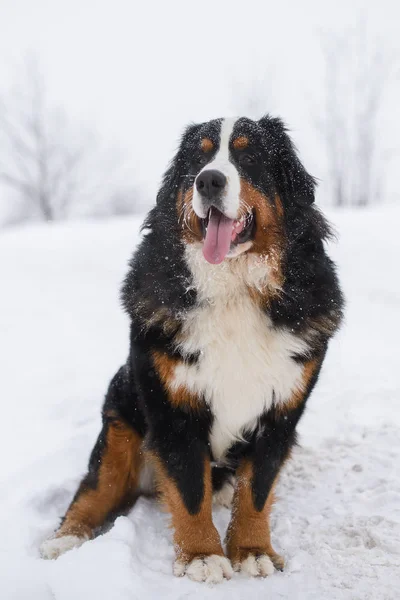 Berner Sennenhund Big Dog Walk Winter Landscape Snow — Stock Photo, Image