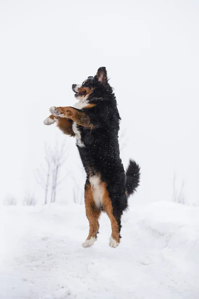 Berner Sennenhund Dużego Psa Spacer Krajobraz Zima Śnieg — Zdjęcie stockowe