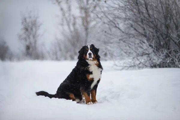 Fantastico Ritratto Bellissimo Cane Montagna Bernese Soggiorno — Foto Stock