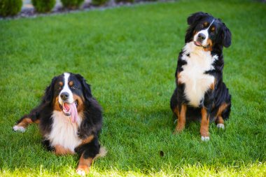 İki köpek, çift, erkek ve dişi, Berner Sennenhund cinsi, yeşil otların arka planında