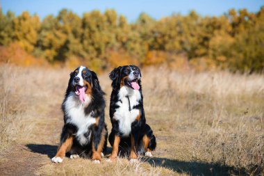 Berner Sennenhund 'un güzel köpekleri, erkek ve kız, sonbahar sarısı ormanın arka planında otururlar.
