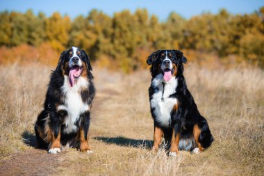 Berner Sennenhund 'un güzel köpekleri, erkek ve kız, sonbahar sarısı ormanın arka planında otururlar.