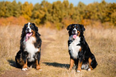 Berner Sennenhund 'un güzel köpekleri, erkek ve kız, sonbahar sarısı ormanın arka planında otururlar.