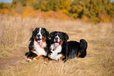 Berner Sennenhund 'un güzel köpekleri, erkek ve kız, sonbahar sarısı ormanın arka planında uzanır.