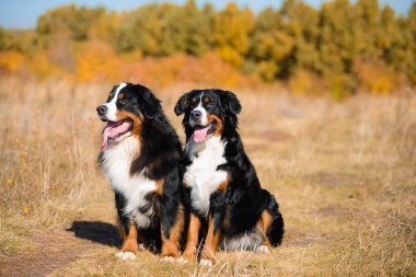 Berner Sennenhund 'un güzel köpekleri, erkek ve kız, sonbahar sarısı ormanın arka planında otururlar.