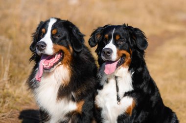 Berner Sennenhund cinsinin güzel, bakımlı köpeklerinin portresi, sonbahar sarısı bir ormanın arka planında.