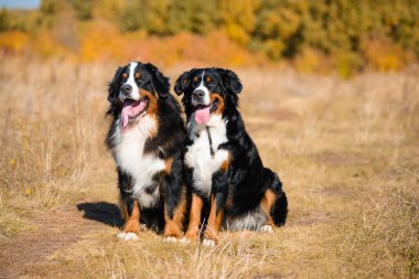 Berner Sennenhund 'un güzel köpekleri, erkek ve kız, sonbahar sarısı ormanın arka planında otururlar.