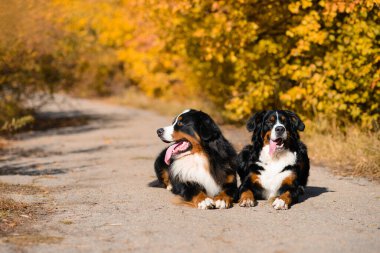 Berner Sennenhund 'u yetiştirmek için iki büyük, güzel, bakımlı köpek yolda oturur, sonbahar sarısı bir ormanın arka planına karşı.