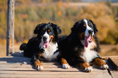 Ahşap zeminde uzanan, sarı sonbahar manzarasının tepeleri karşısında duran iki güzel safkan köpek portresi Berner Sennenhund