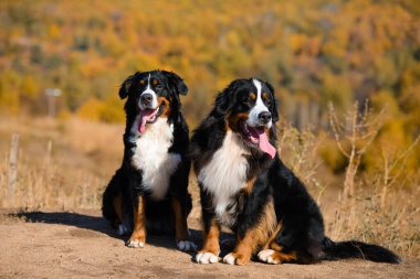 Bir çift güzel safkan köpeğin portresi Berner Sennenhund sarı sonbahar manzaralı tepelerde