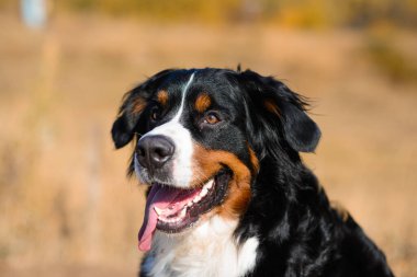 Saf köpek Berner Sennenhund 'un portresi. Sarı sonbahar manzarasının arka planında.