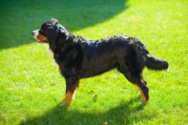 Porträt Des Schönen Gepflegten Reinrassigen Hundes Berner Sennenhund Profil Stehend — Stockfoto