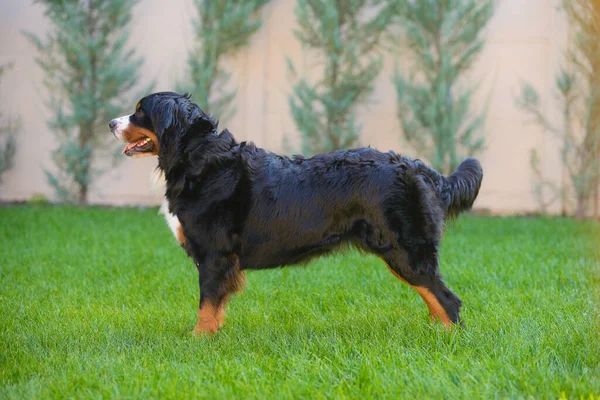 Portrait Beautiful Well Groomed Purebred Dog Berner Sennenhund Standing Profile — Stock Photo, Image