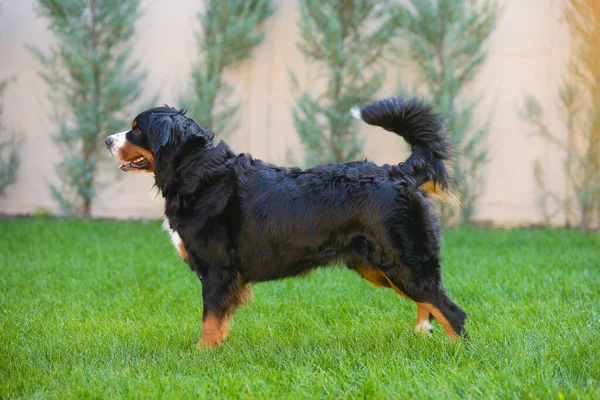 Portrait Beautiful Well Groomed Purebred Dog Berner Sennenhund Standing Profile — Stock Photo, Image