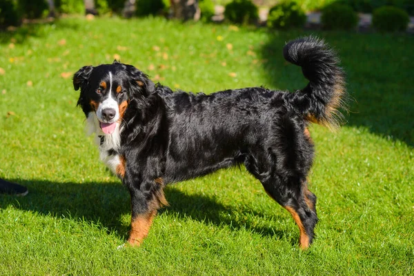 Portrait Beautiful Well Groomed Purebred Dog Berner Sennenhund Standing Profile — Stock Photo, Image