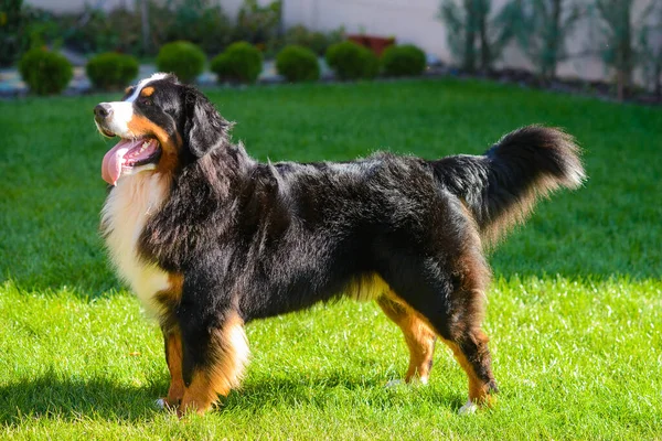 Portret Pięknego Zadbanego Psa Czystej Krwi Bernera Sennenhunda Stojącego Profilu — Zdjęcie stockowe
