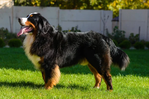 Portrait Beautiful Well Groomed Purebred Dog Berner Sennenhund Standing Profile — Stock Photo, Image