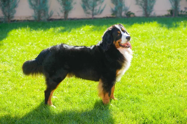 Portrait Beautiful Well Groomed Purebred Dog Berner Sennenhund Standing Profile — Stock Photo, Image