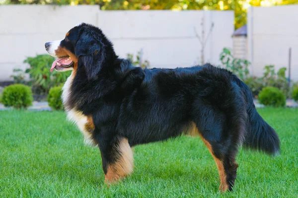 Portrait Beautiful Well Groomed Purebred Dog Berner Sennenhund Standing Profile — Stock Photo, Image