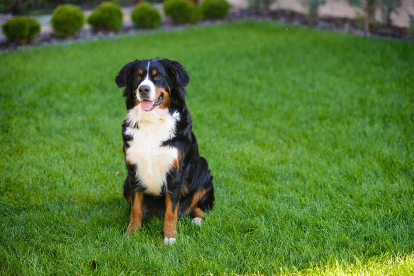 Schöner Lächelnder Hund Mit Hervorstehender Zunge Rasse Berner Sennenhund Vor — Stockfoto