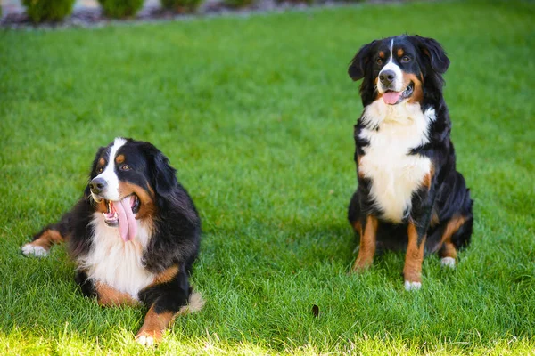Dos Perros Pareja Macho Hembra Raza Berner Sennenhund Contra Fondo —  Fotos de Stock