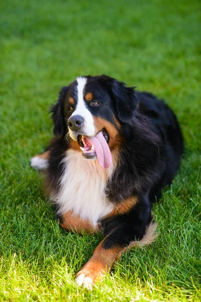 Beautiful Smiling Dog Protruding Tongue Berner Sennenhund Breed Background Green — Stock Photo, Image