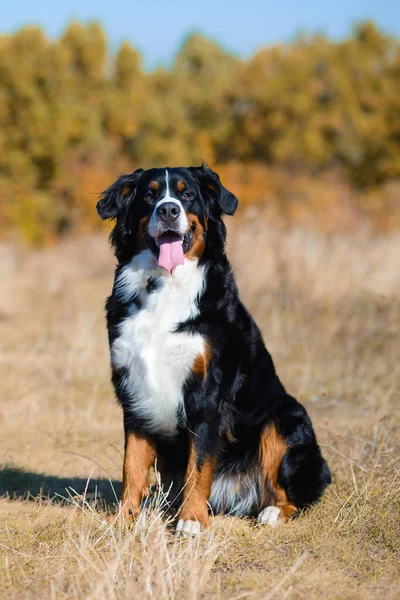 Schöner Sauberer Gepflegter Hund Der Rasse Berner Sennenhund Sitzt Auf — Stockfoto