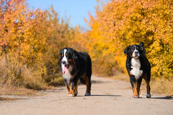 Dos Grandes Perros Bien Cuidados Hermosos Están Caminando Largo Carretera —  Fotos de Stock