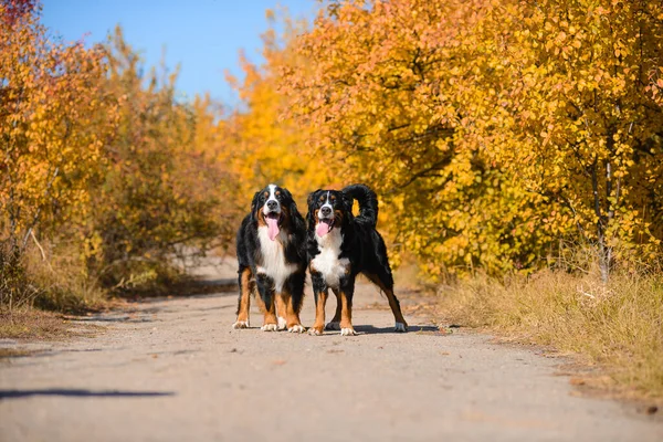 Dos Grandes Perros Bien Cuidados Hermosos Están Caminando Largo Carretera —  Fotos de Stock