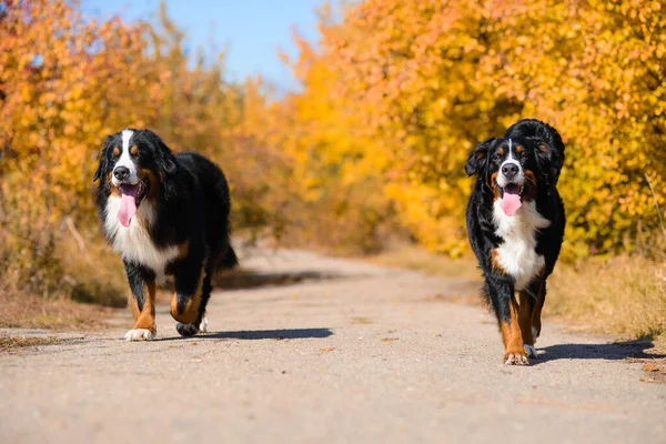 Två Stora Vackra Välpreparerade Hundar Går Längs Vägen Rasen Berner — Stockfoto