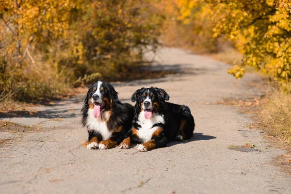 Två Stora Vackra Välpreparerade Hundar Sitter Vägen Rasen Berner Sennenhund — Stockfoto