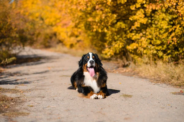 Anjing Besar Yang Terawat Dengan Baik Duduk Jalan Membiakkan Berner — Stok Foto