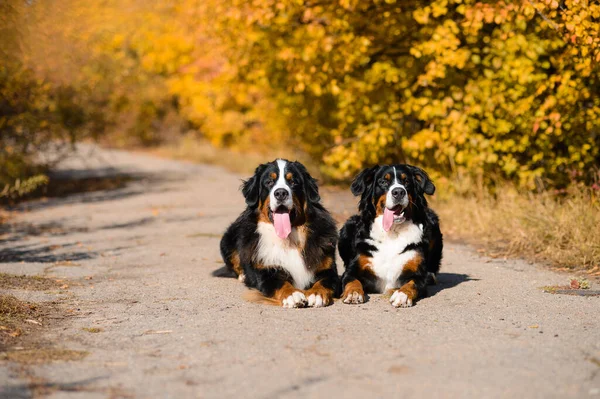 Dwa Duże Piękne Zadbane Psy Siedzą Drodze Rasa Berner Sennenhund — Zdjęcie stockowe