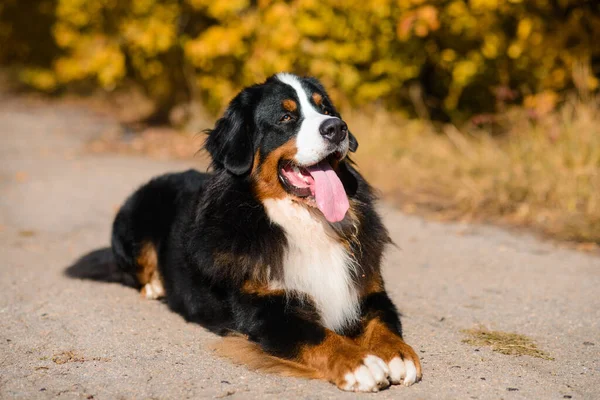 Großer Schöner Gepflegter Hund Der Auf Der Straße Sitzt Rasse — Stockfoto