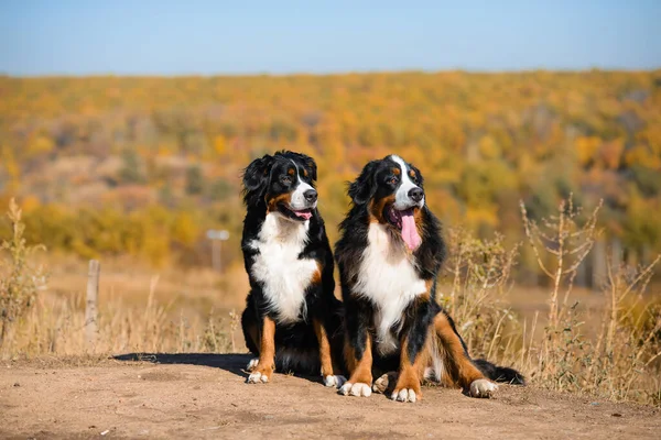 Portrait Paire Beaux Chiens Race Berner Sennenhund Sur Des Collines — Photo
