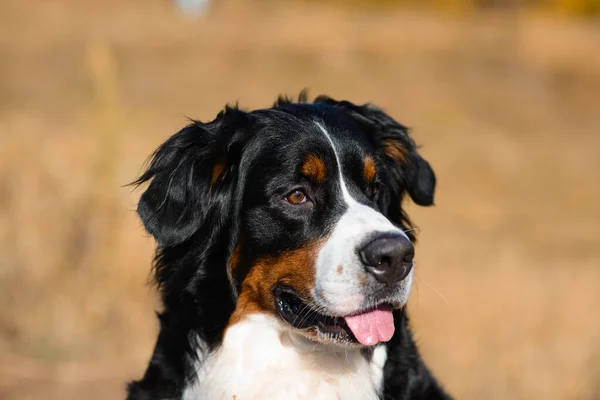 Portrait Beautiful Purebred Dog Berner Sennenhund Close Background Yellow Autumn — Stock Photo, Image