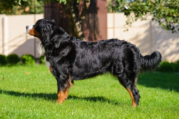 Retrato Hermoso Perro Raza Pura Bien Cuidado Berner Sennenhund Pie Fotos de stock