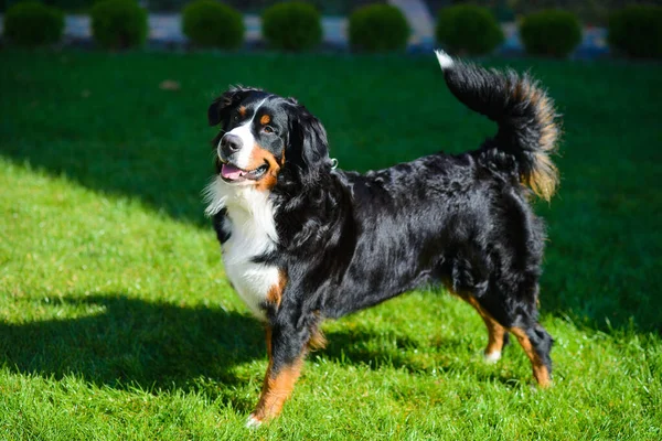 美しい手入れの行き届いた純粋な犬の肖像ベルナーSenenhund プロフィールに立って 緑の草の背景を背景に ストック写真