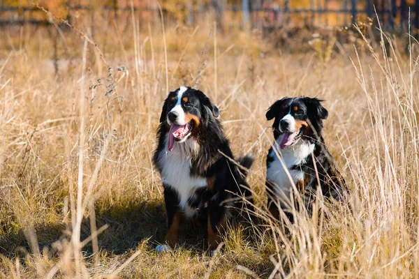 美しいきれいな手入れの行き届いた犬ベルナー センテンウンドの品種 彼ら自身と女性のカップルは 秋の黄色の森を背景に乾燥した草の中に座って ロイヤリティフリーのストック写真