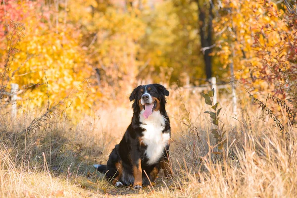 Piękne Czyste Zadbany Pies Rasa Berner Sennenhund Siedzi Suchej Trawie Zdjęcie Stockowe