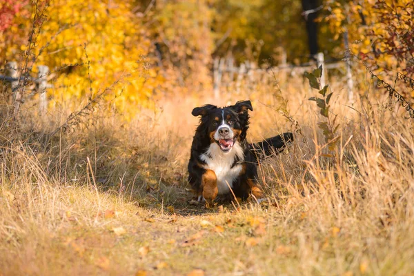 美しいきれいな手入れの行き届いた犬 ベルナー センネンハンドは 秋の黄色の森を背景に乾燥した草の道を走ります ストック画像