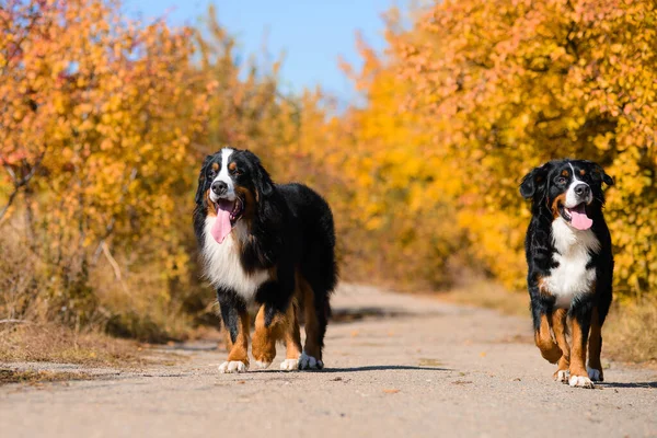 Två Stora Vackra Välpreparerade Hundar Går Längs Vägen Rasen Berner Royaltyfria Stockbilder