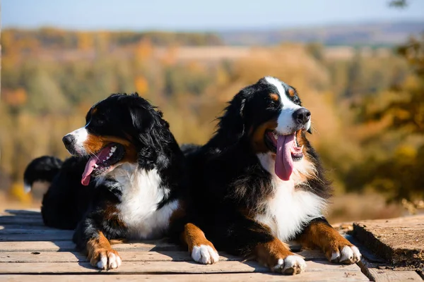 Portret Van Twee Prachtige Rasechte Honden Berner Sennenhund Die Houten Stockfoto