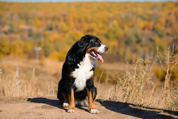 道路に座っている大きな美しい手入れの行き届いた犬 ベルナー センテンフントを繁殖させ 秋の黄色の森の背景を背景に ストック画像
