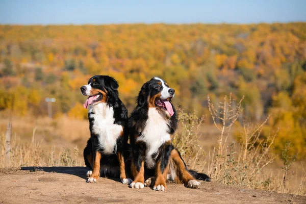 Portrait Pair Beautiful Purebred Dogs Berner Sennenhund Hills Yellow Autumn Royalty Free Stock Photos