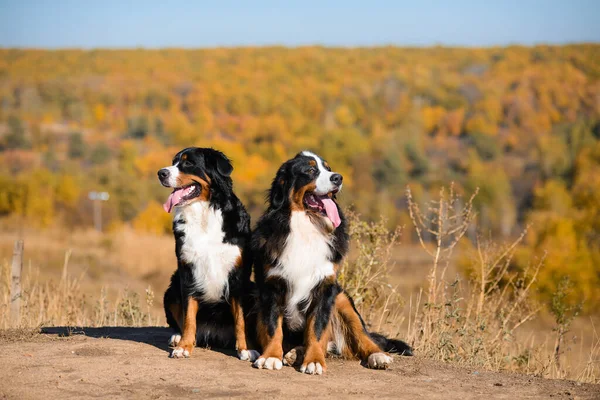 Ritratto Coppia Bellissimi Cani Razza Pura Berner Sennenhund Sulle Colline Foto Stock Royalty Free