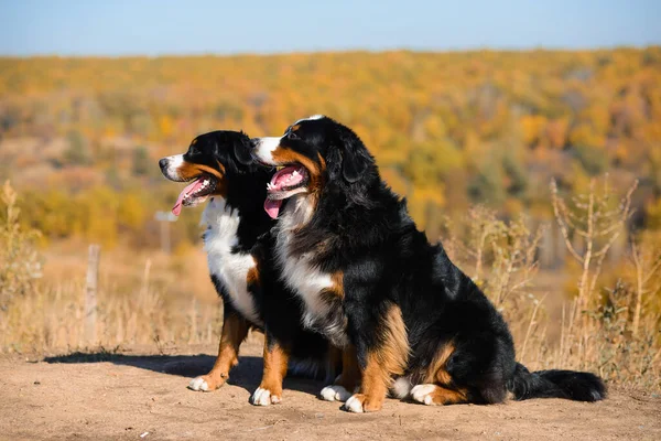 Portrait Zweier Wunderschöner Reinrassiger Hunde Berner Sennenhund Auf Hügeln Gelber Stockbild