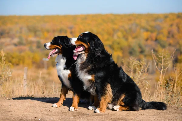 Portrait Paire Beaux Chiens Race Berner Sennenhund Sur Des Collines Image En Vente