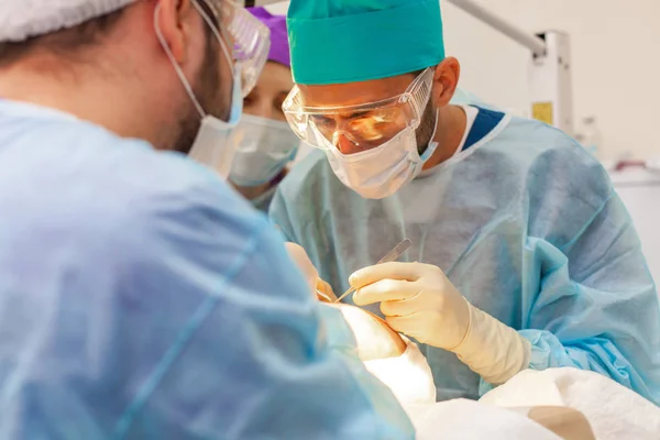 Baldness treatment. Hair transplant. Surgeons in the operating room carry out hair transplant surgery. Surgical technique that moves hair follicles from a part of the head.